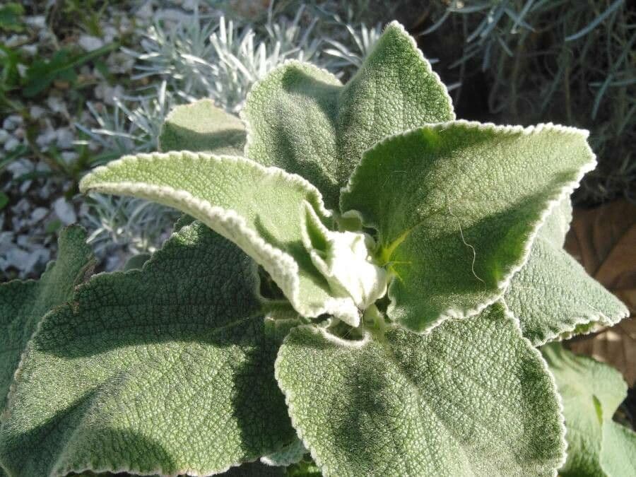 Gomera-Sideritis 4