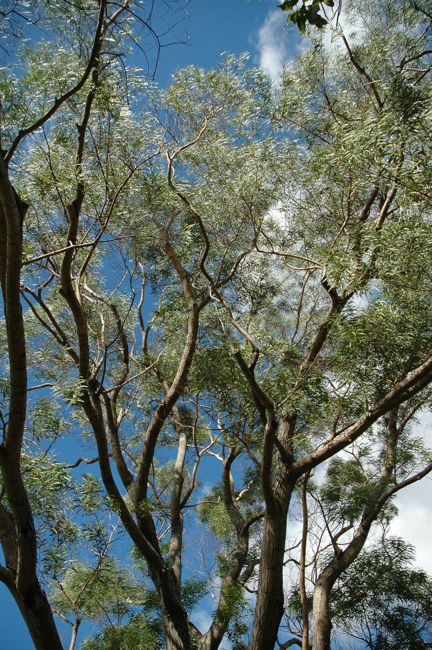 Acacia Koaoha 5