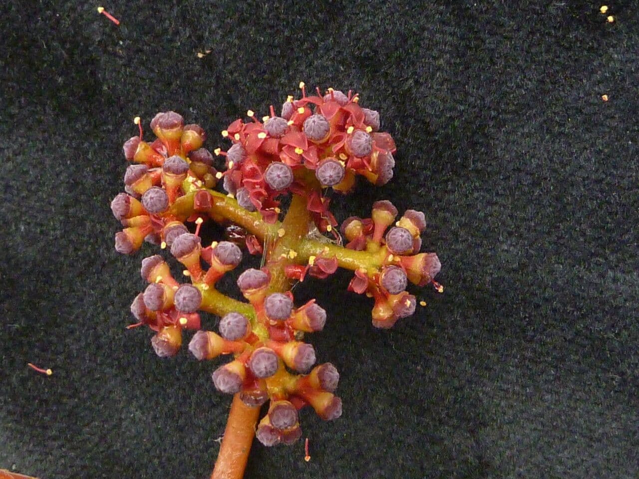 Ampelocissus 4
