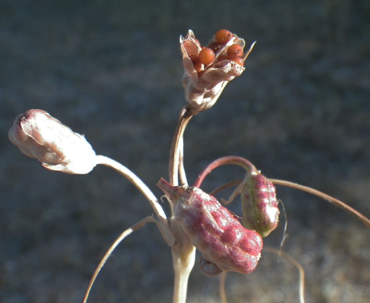 Romulea 4