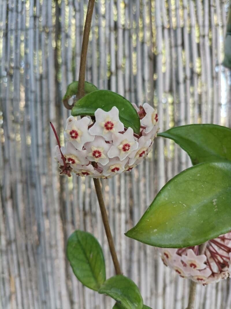 Hoya 3