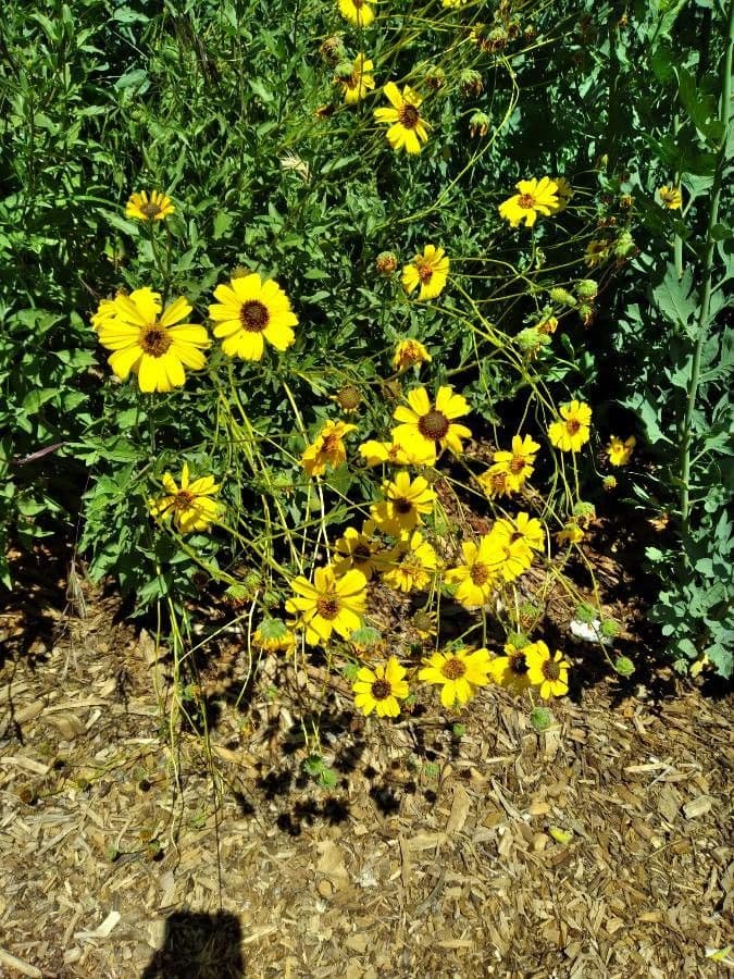 Encelia kalifornská 4