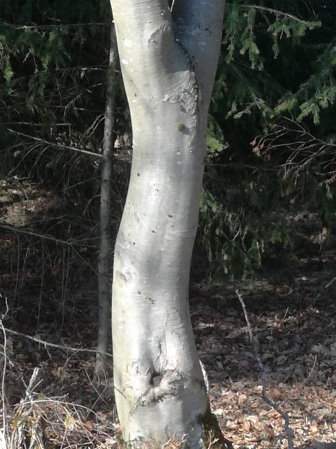 Ochna pulchra 18
