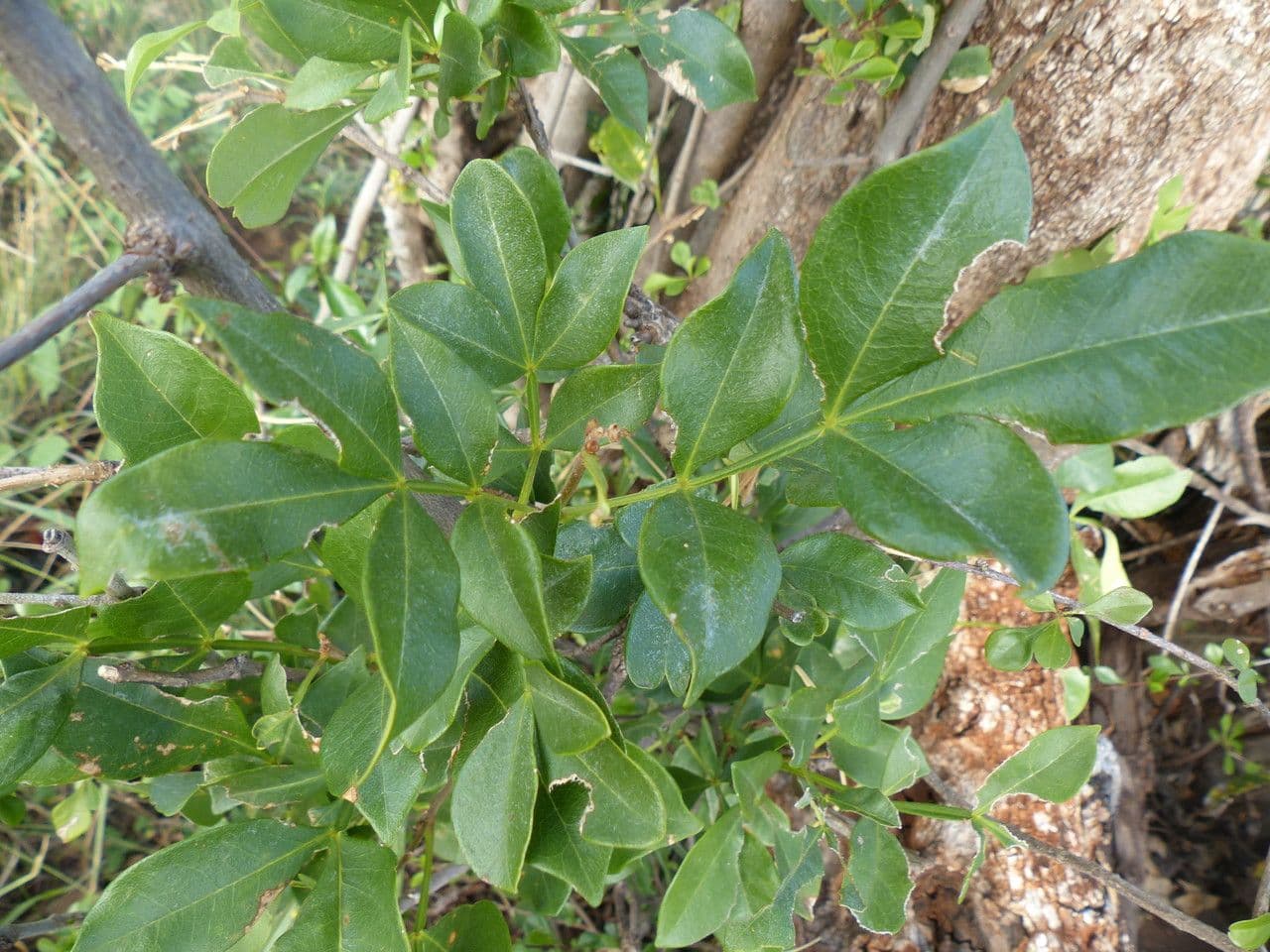 Schrebera alata 27