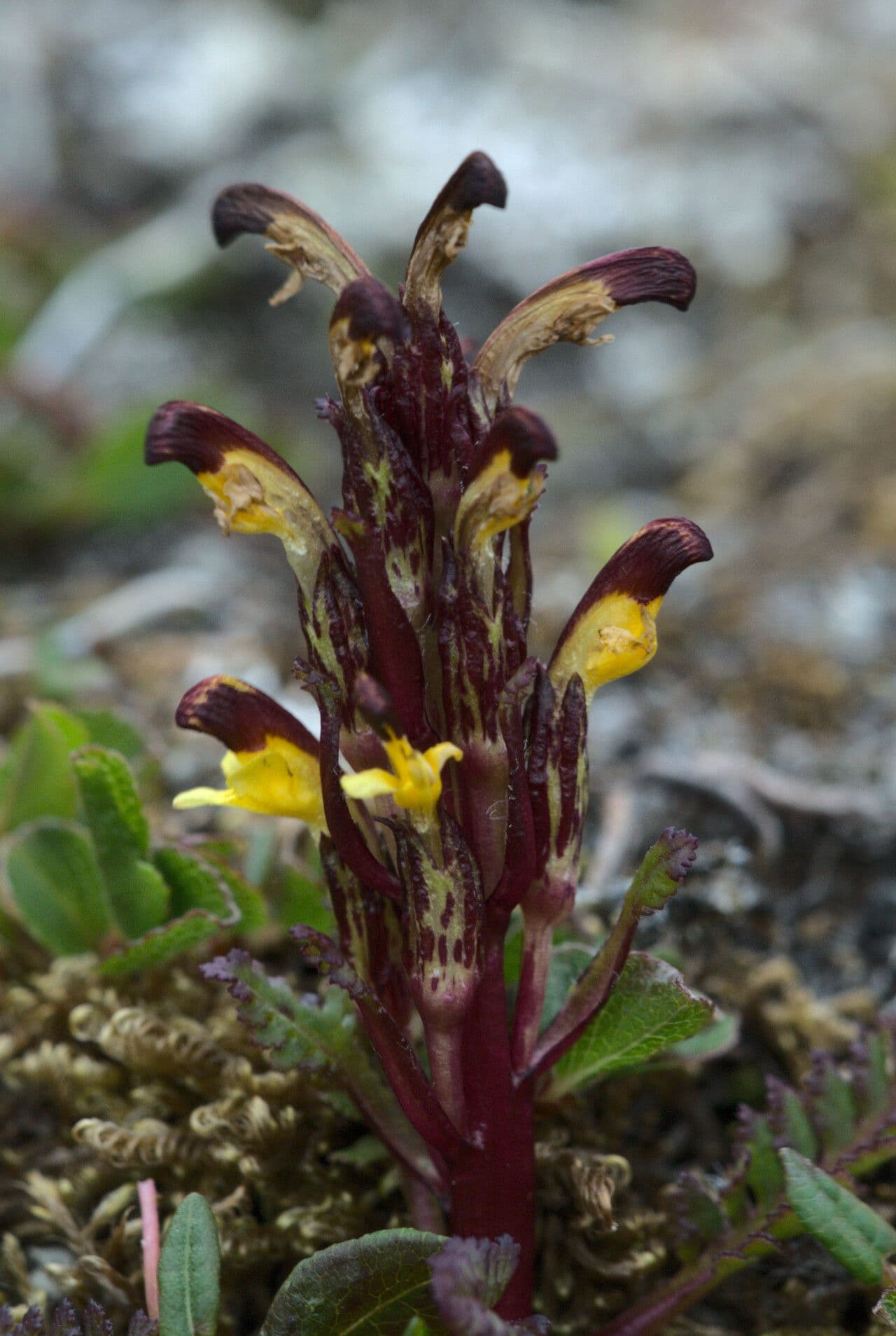 Pedicularis flammea 4
