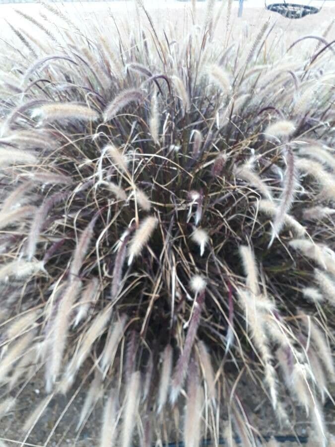 Cortaderia jubata 3