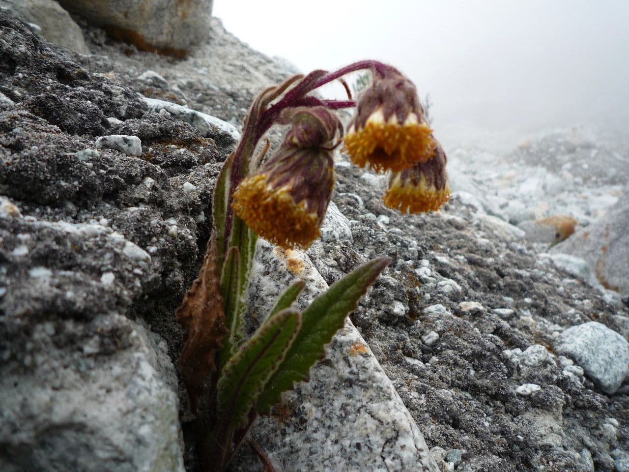Senecione 9