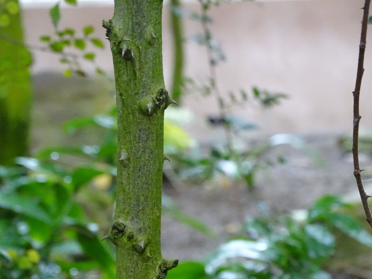 Harrisonia abissina 3