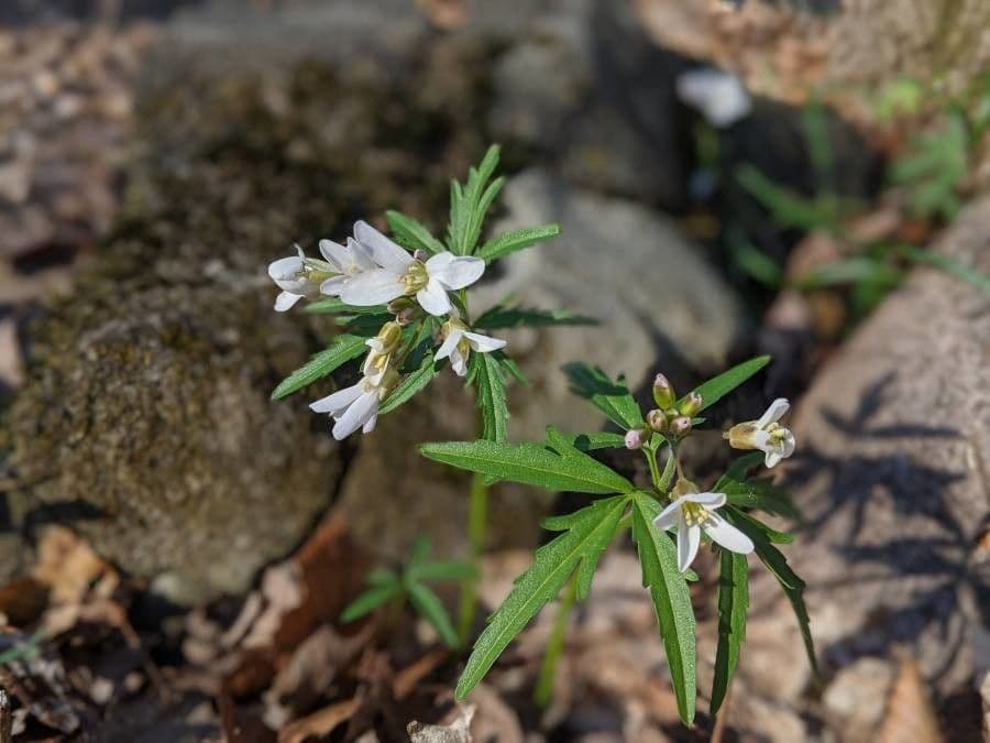 Dentaria concatenata