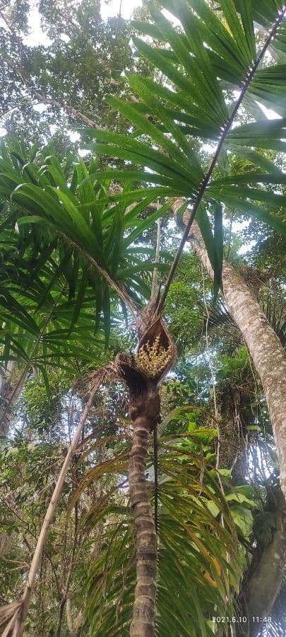 Bactris 4