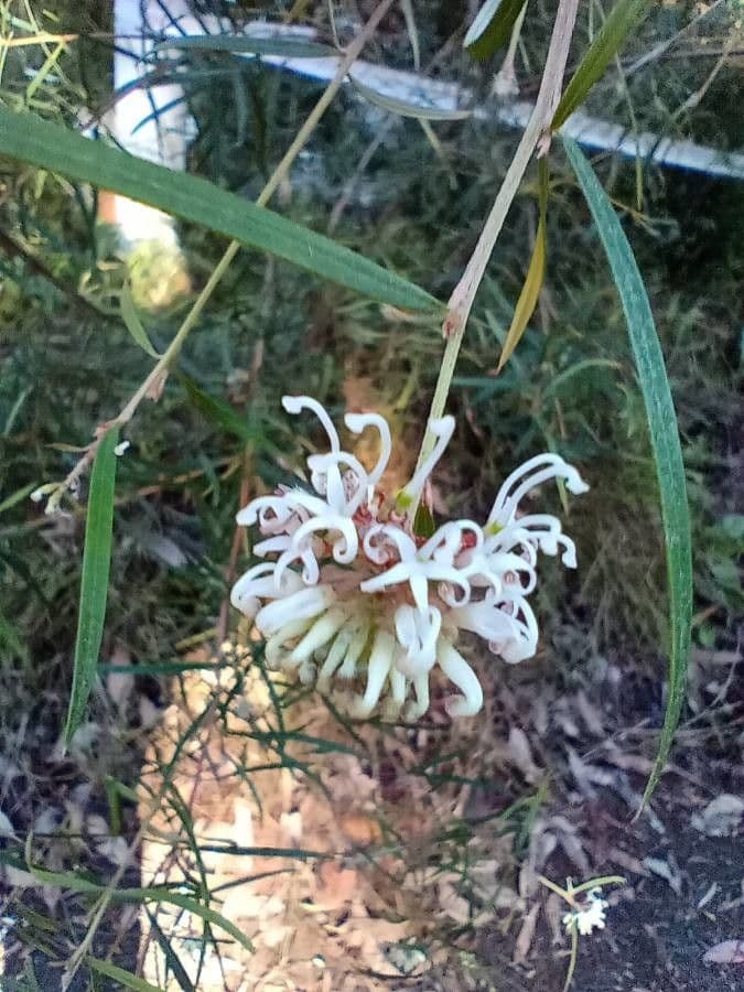 Lineares Grevillea 3