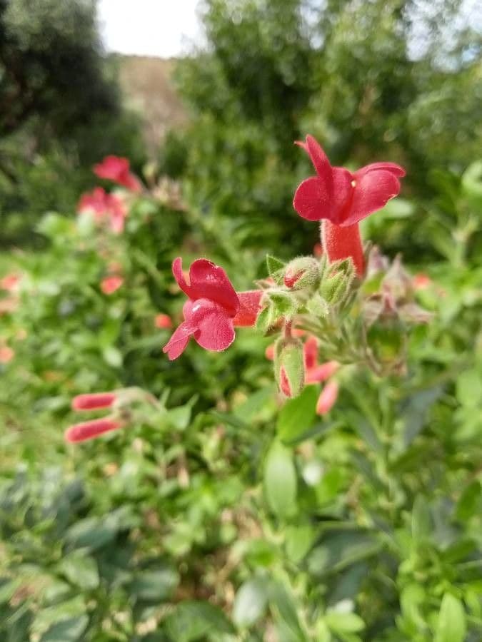 Gambelia 3