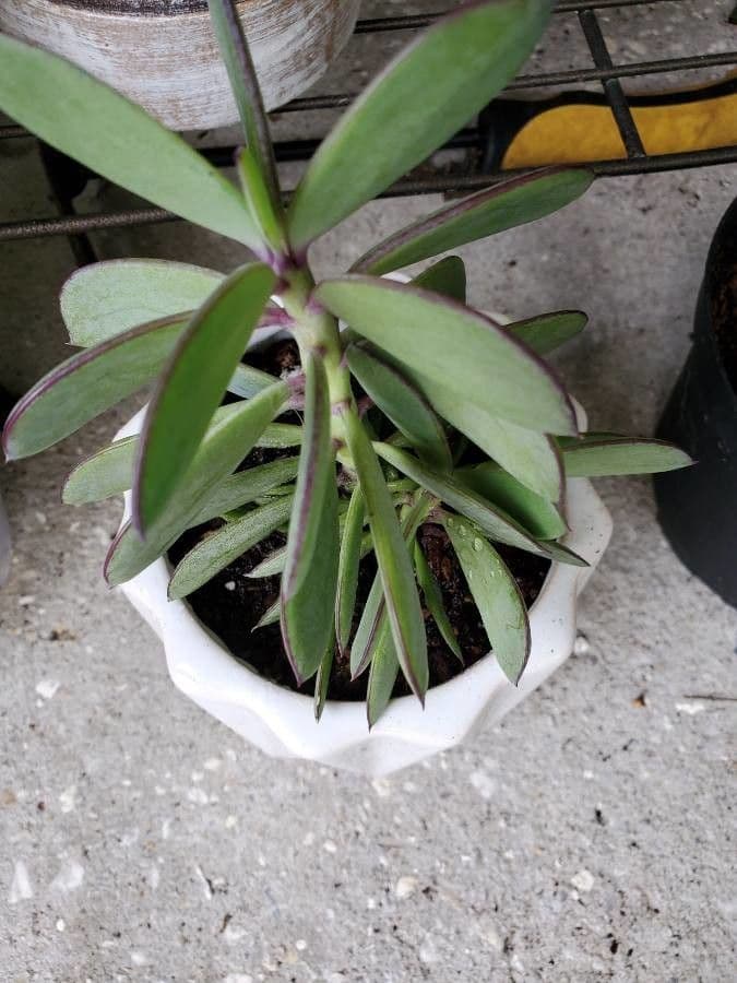 Senecio crassiflorus 9