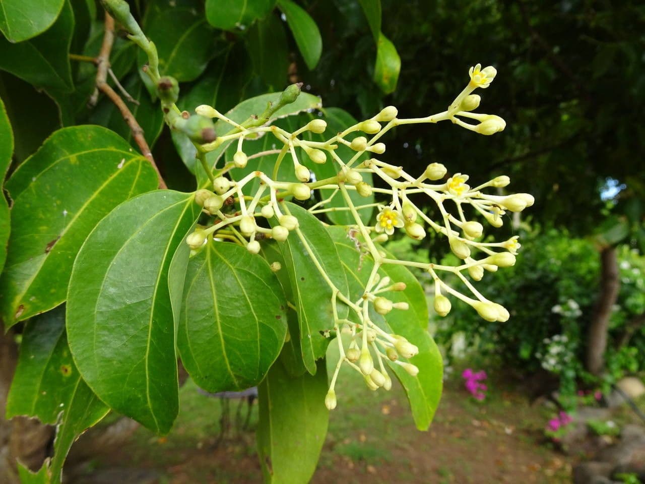Cannella 9