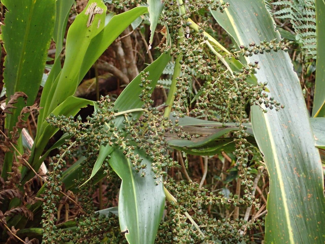 Cordyline mauritiana 4