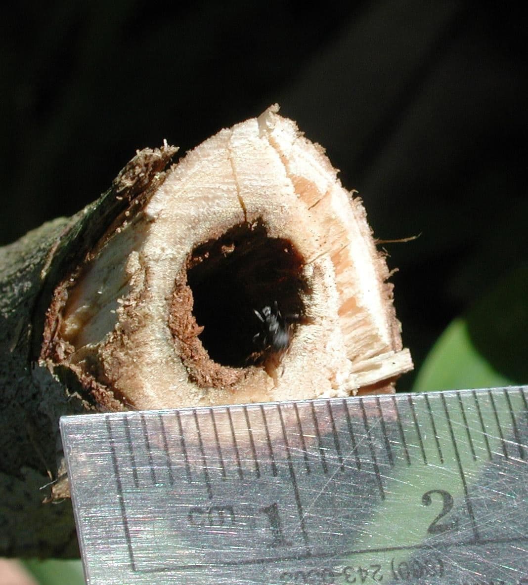 Zanthoxylum 18