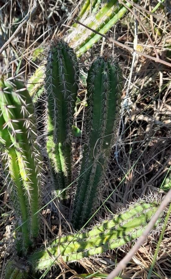 Praecereus euchlorus 4