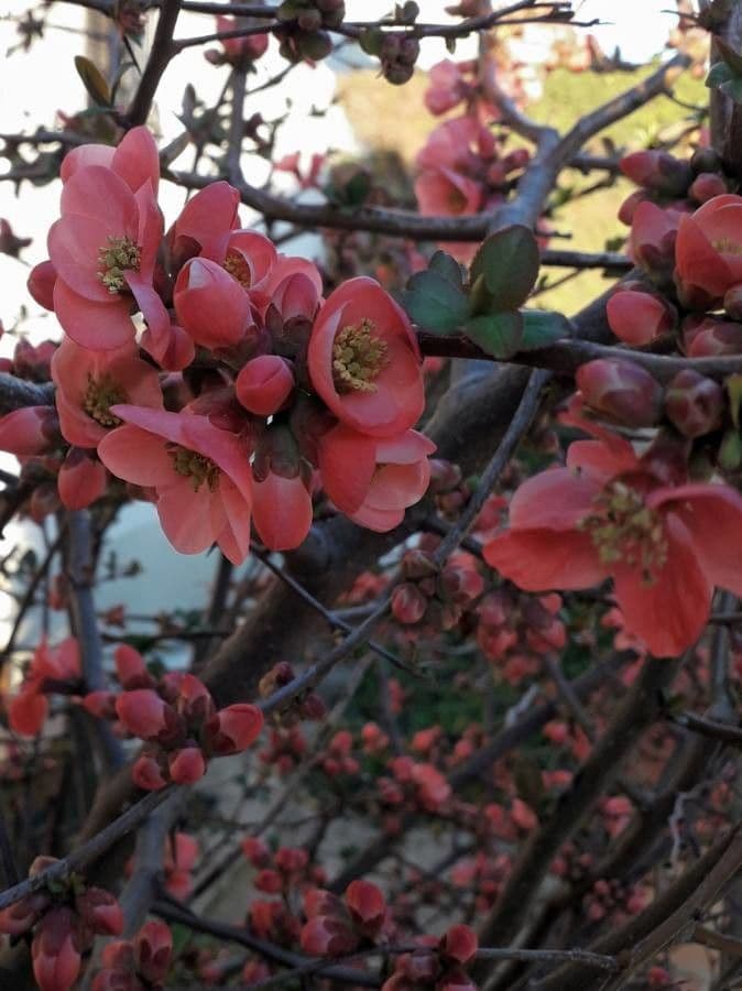 Cotogno giapponese 8