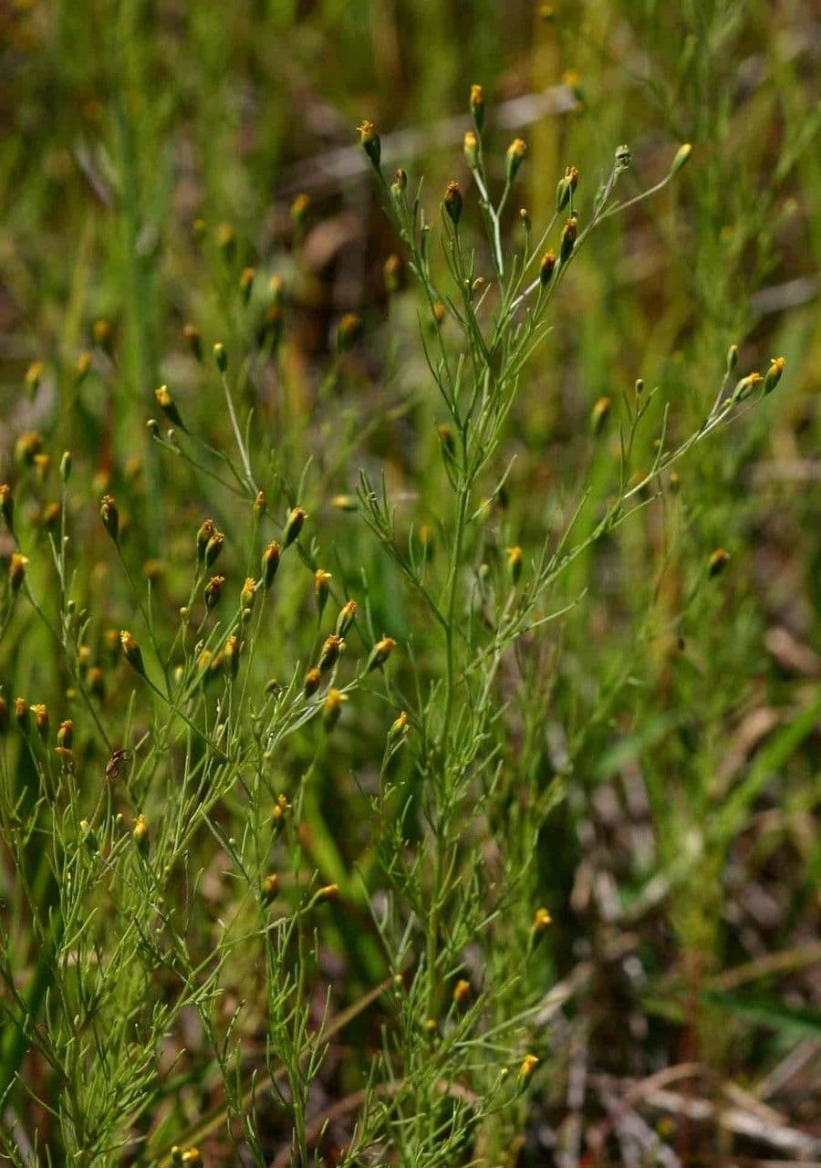 Schkuhria 6