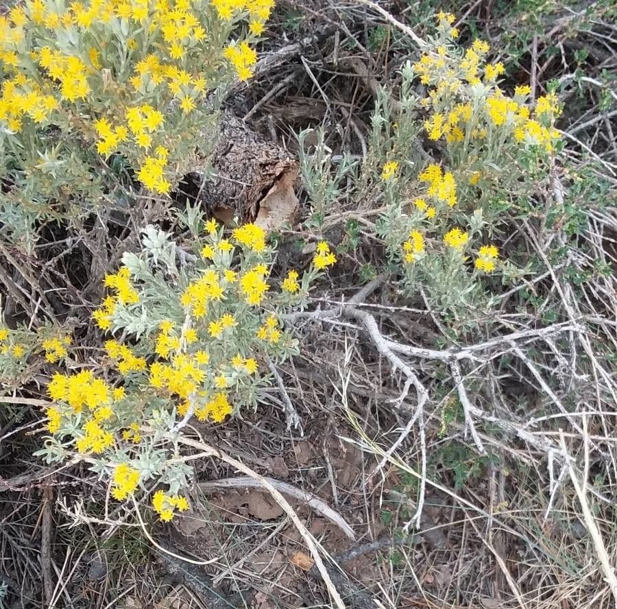 Tetradymia 9