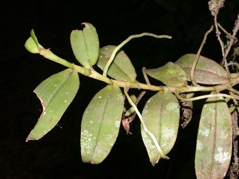 Orchidea 19