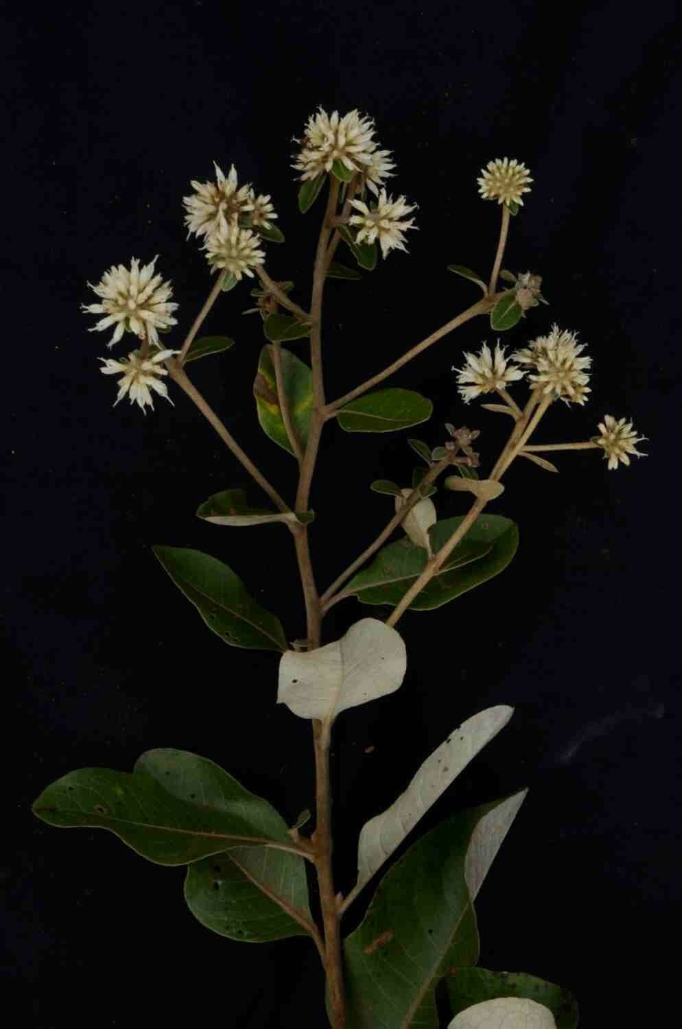 Eremanthus 4