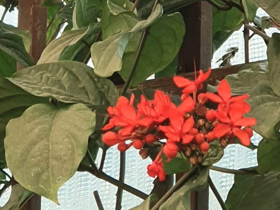 Clerodendro splendente