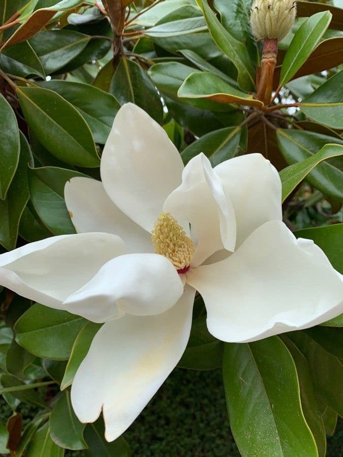 Magnólie 10