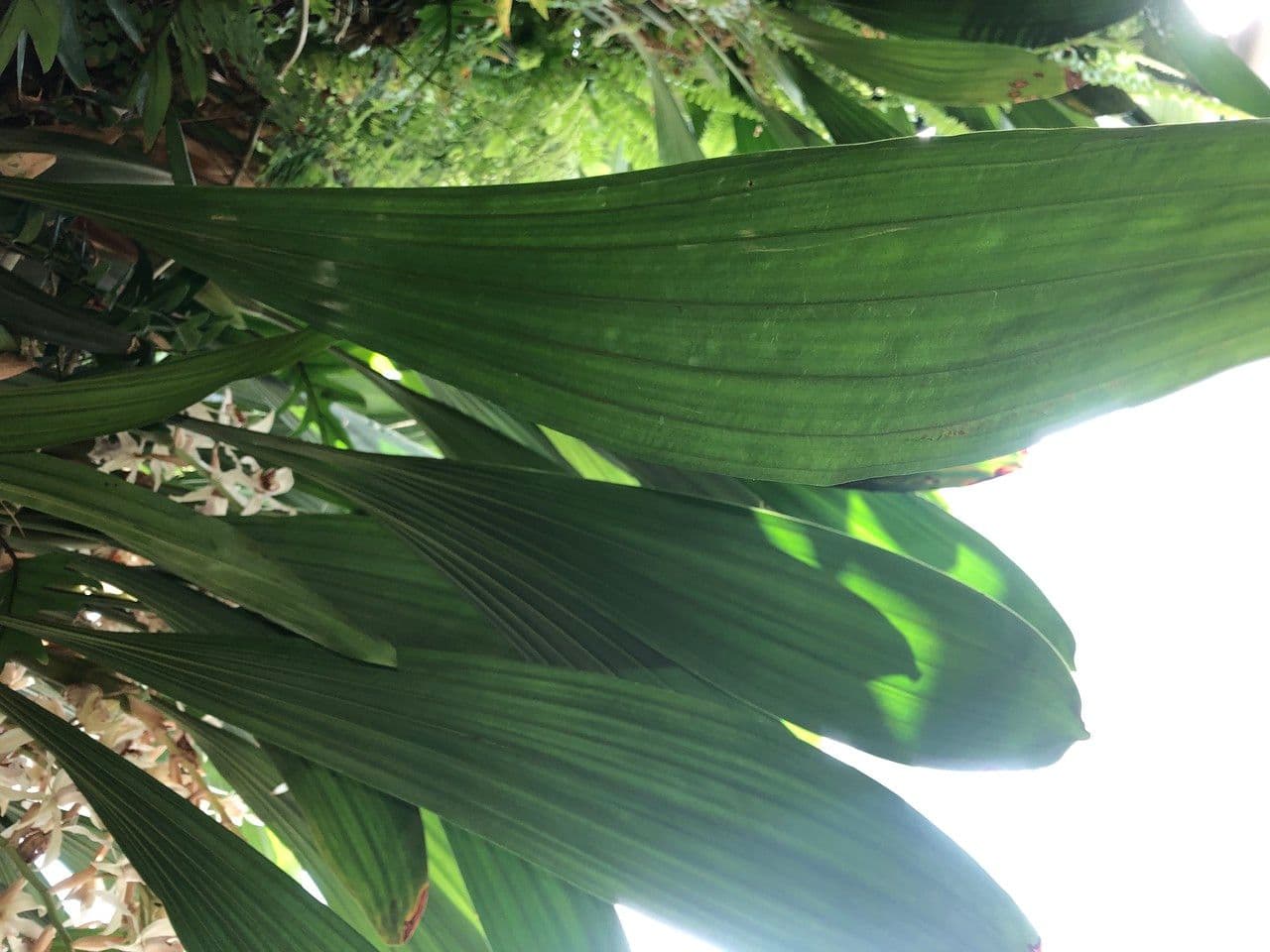 Coelogyne 13