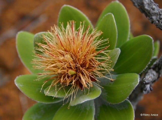 Melaleuca 5