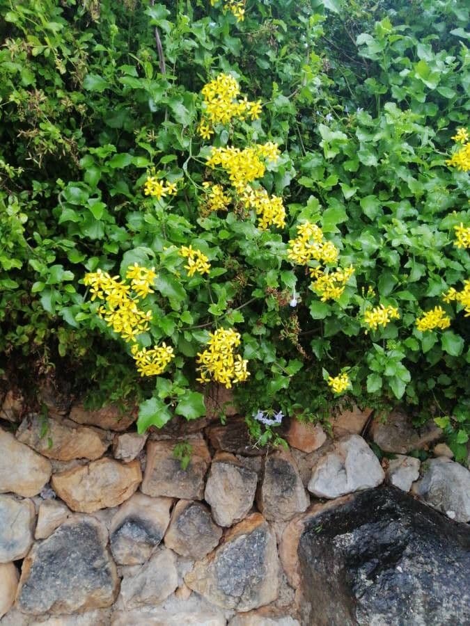 Senecio angulatus 15