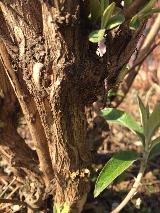 Buddleja di David 24