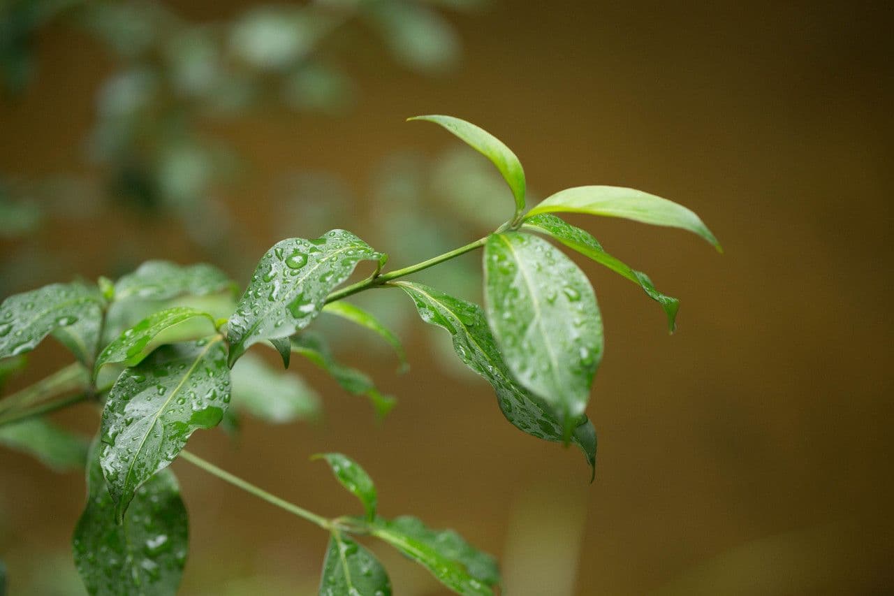 Cornus 6