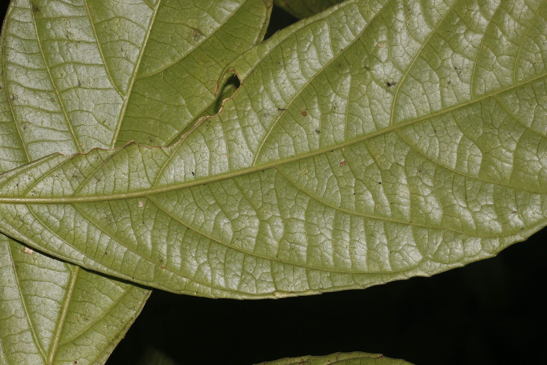 Adenophaedra 6