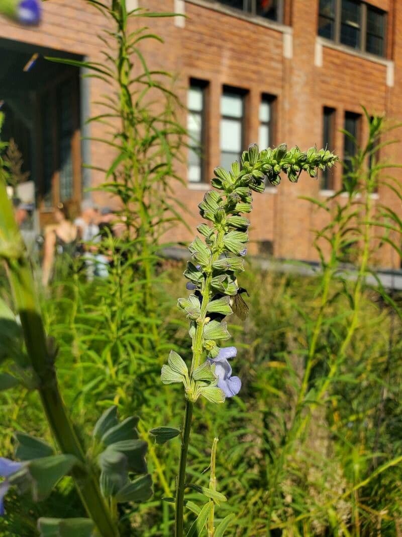 Salvia azurea 7