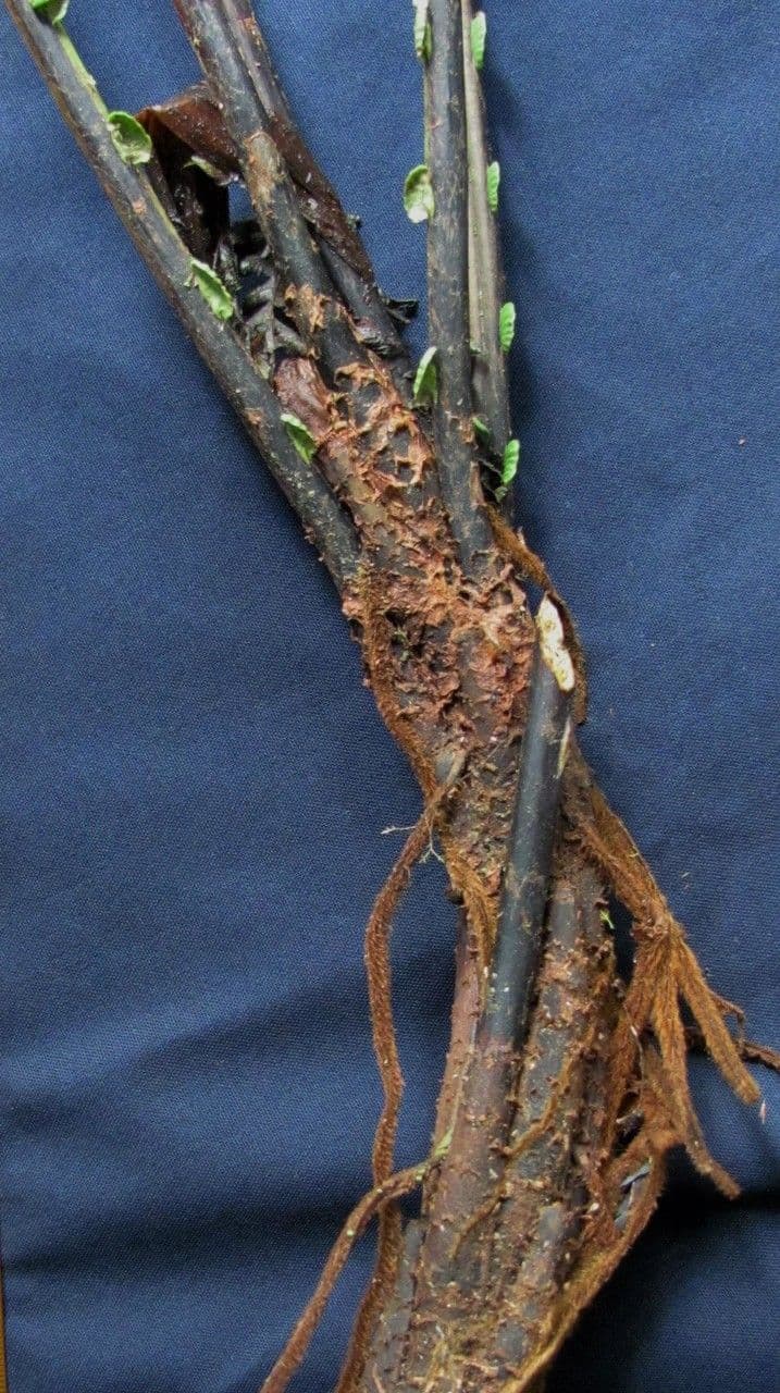 Blechnum 4
