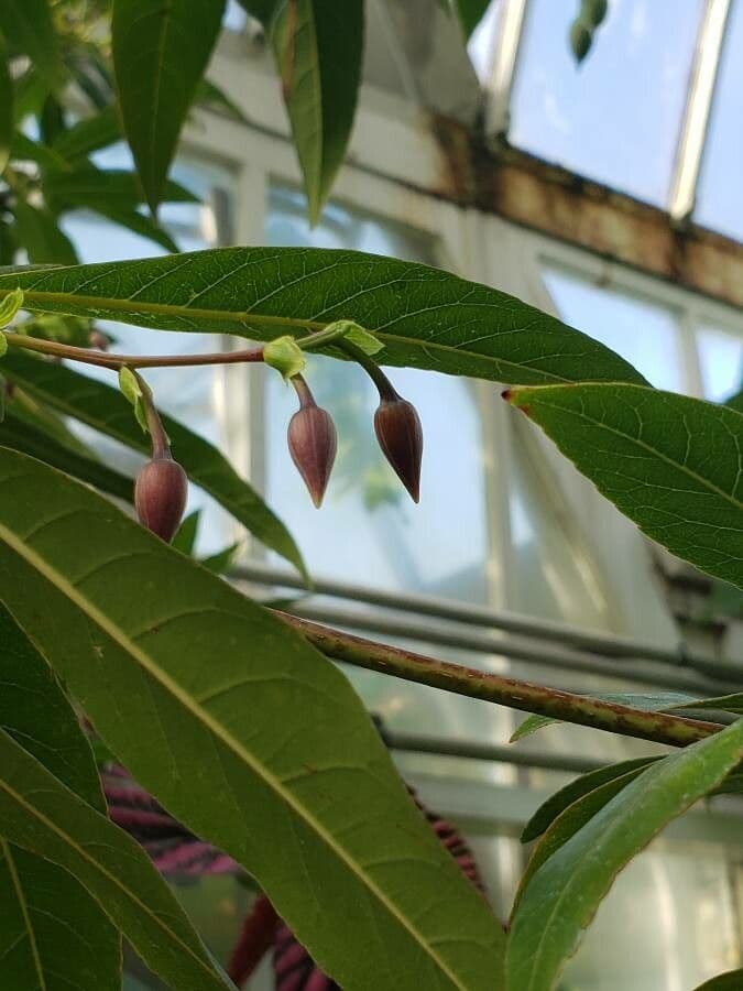 Blue Fig 2
