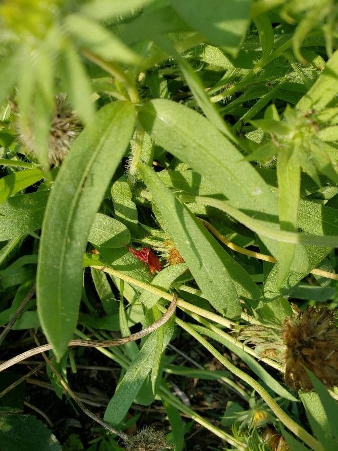 Gaillardia 19