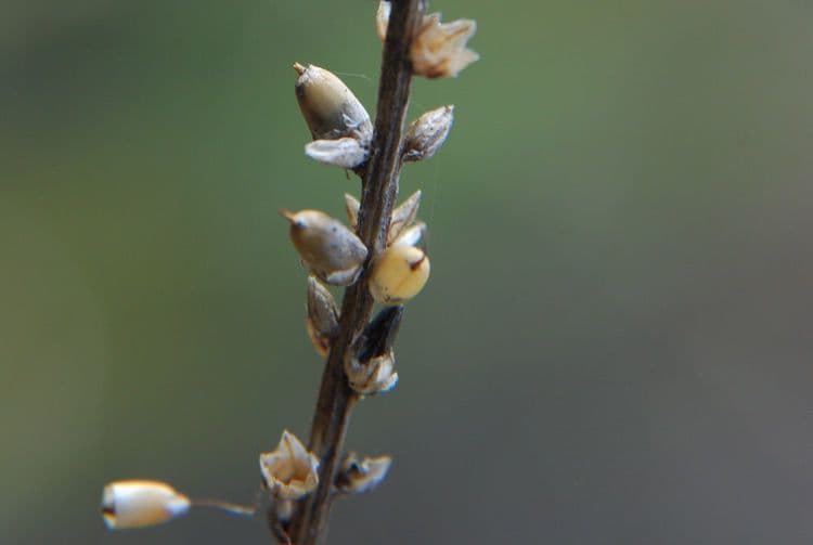 Piantaggine lanugginosa 3