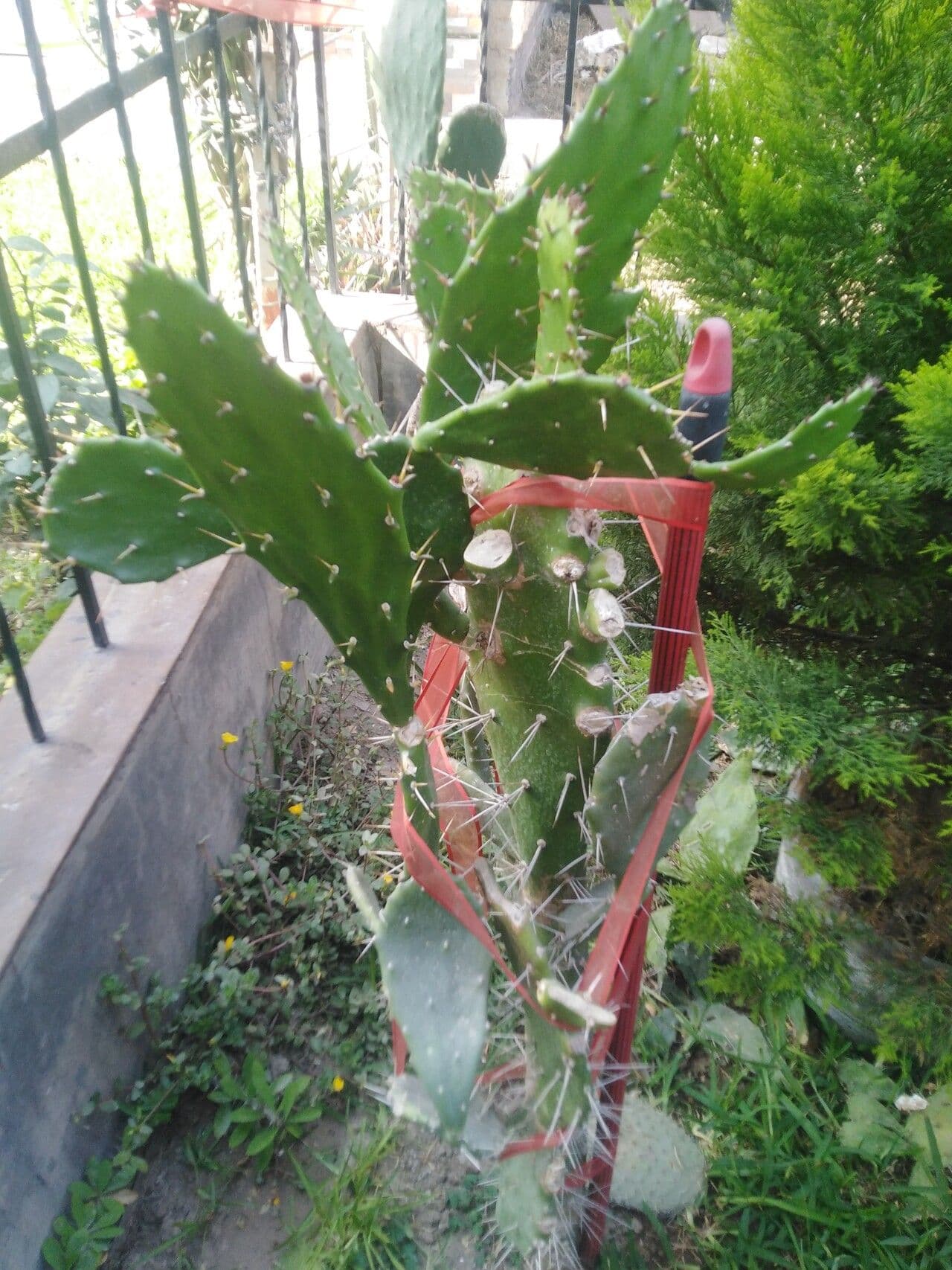 Opuntia alta 10