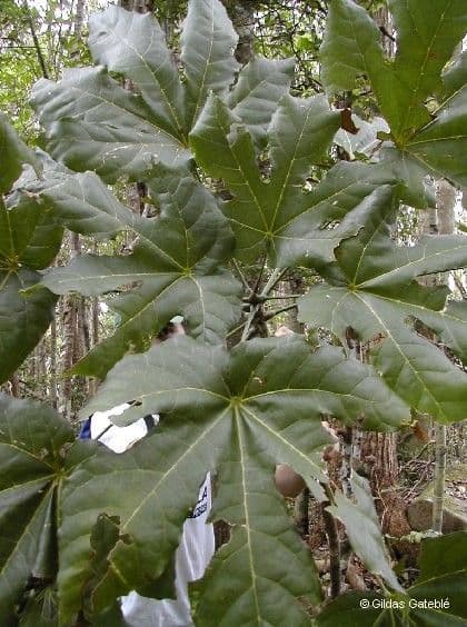 Acropogon 3