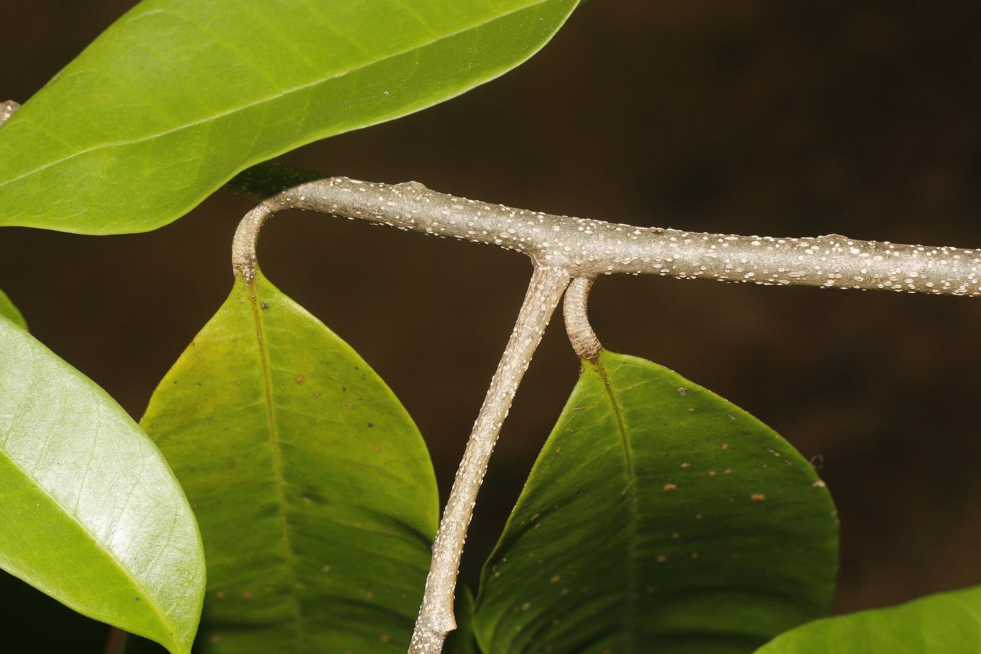Aspidosperma 6