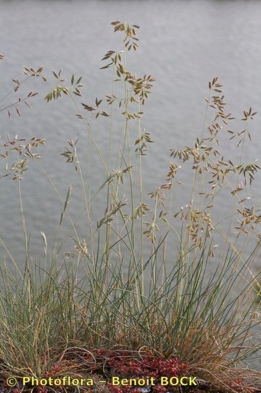 Festuca pallida 5