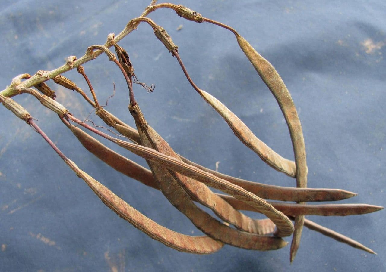 Bauhinia ungulata 5