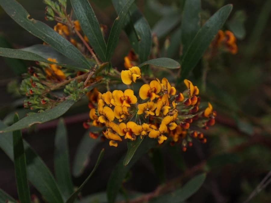 Daviesia corymbosa