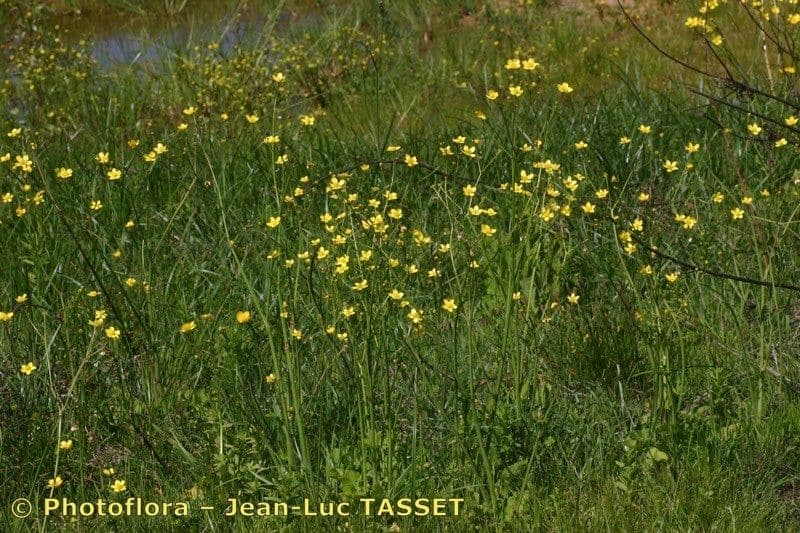 Ranuncolo 3