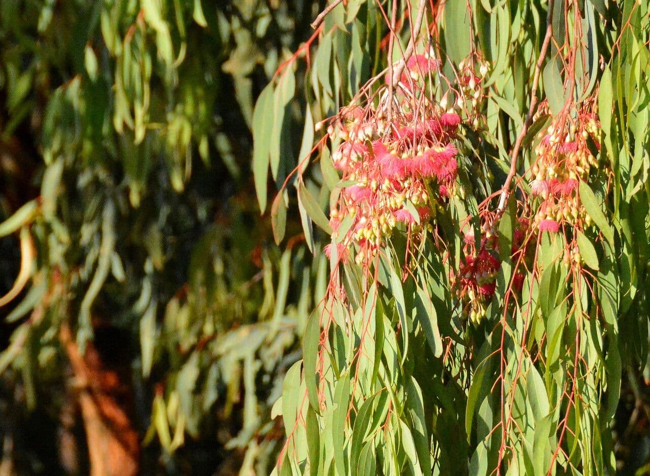 Rotes Eisenholz 8