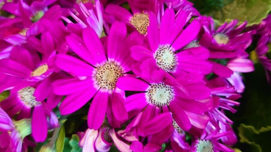 Pericallis