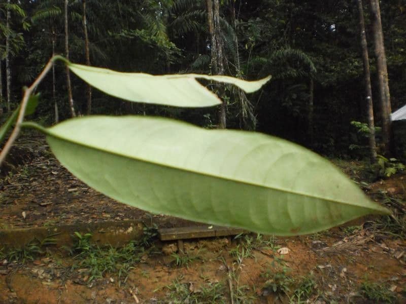 Lecythis idatimon 8