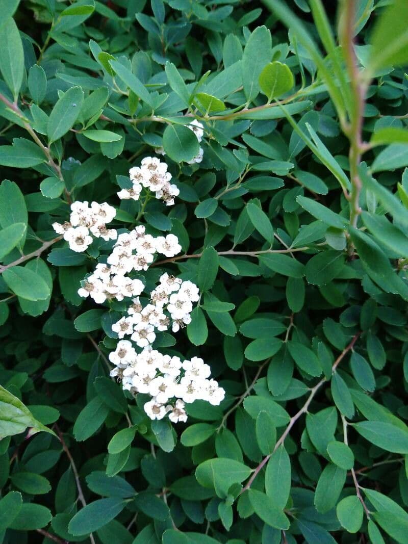 Spirea giapponese 18